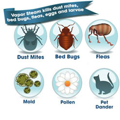 kill dust mite control Auckland